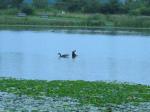 lake_artemisia_1a