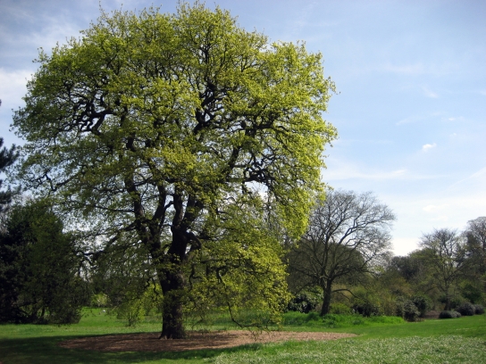 kew_gardens2_002