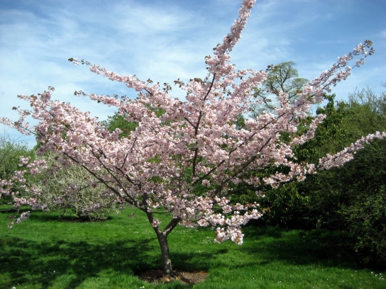 kew_gardens2_013