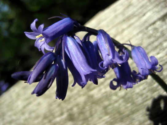 kew_gardens2_034