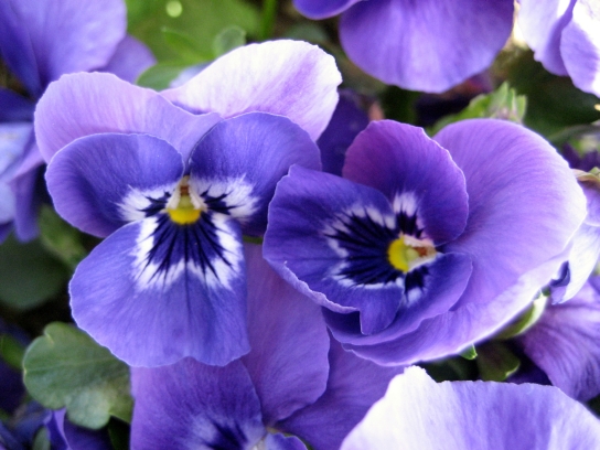 kew_gardens2_076