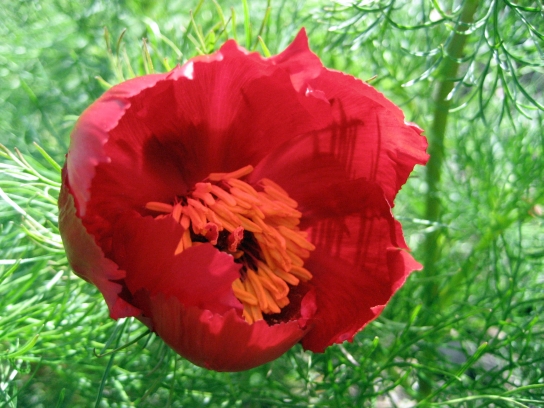 kew_gardens2_083