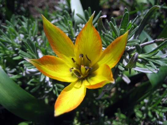 kew_gardens2_086