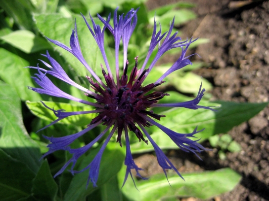 kew_gardens2_094