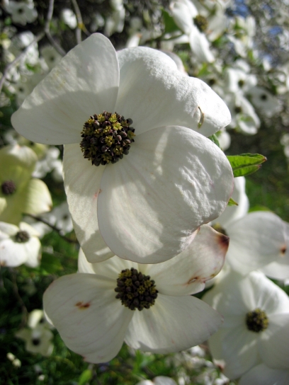 kew_gardens2_105