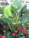 kew_gardens038