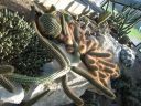 kew_gardens039