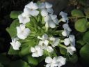 kew_gardens042