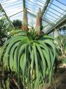 kew_gardens043