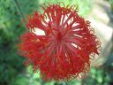 kew_gardens044