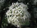 kew_gardens045