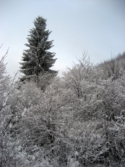winter_gorjanci167
