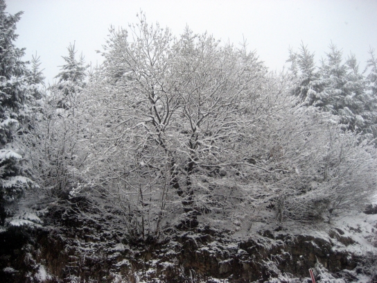 winter_gorjanci171