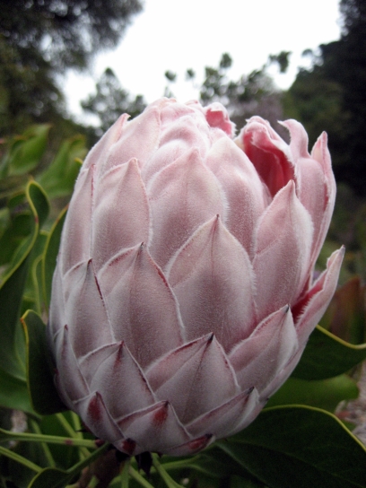 berkeley090