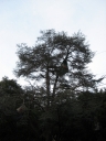 berkeley013