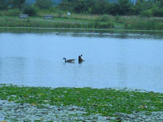 lake_artemisia_1a