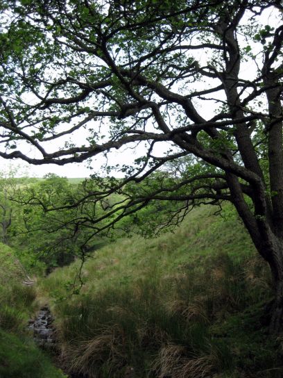 edale010
