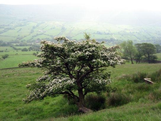 edale083