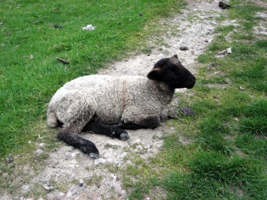 edale099