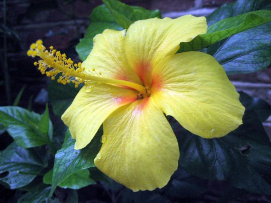 jamaica138