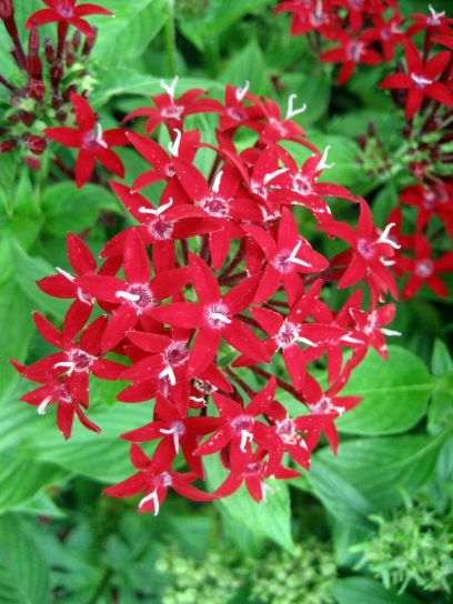 jamaica174