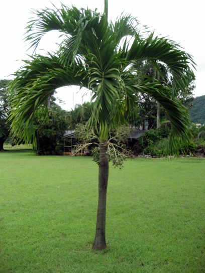 jamaica187