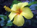 jamaica138