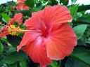 jamaica163