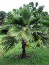 jamaica210