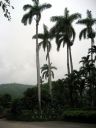 jamaica216