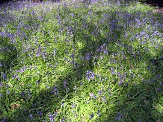 kew_gardens2_032