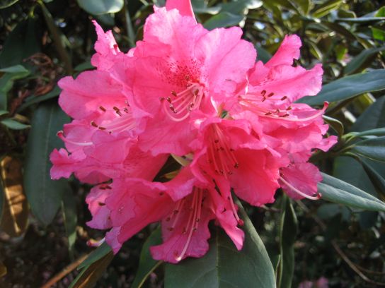 kew_gardens001
