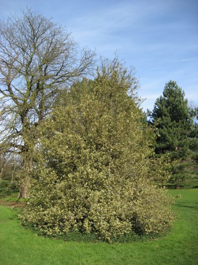 kew_gardens004
