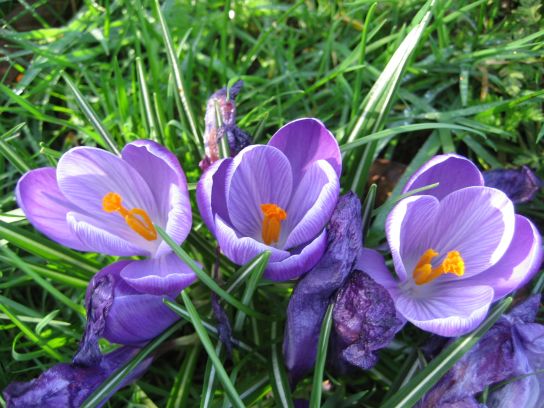 kew_gardens005