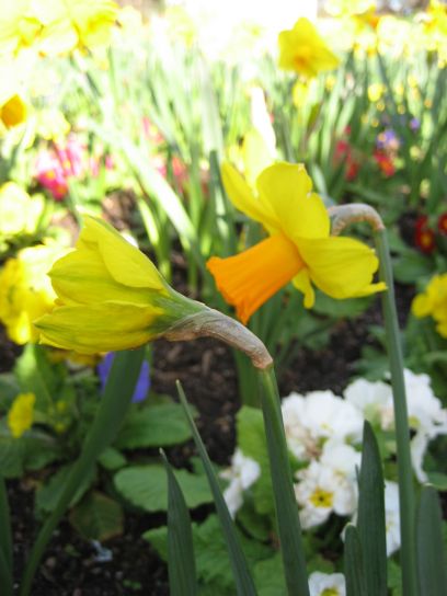kew_gardens006