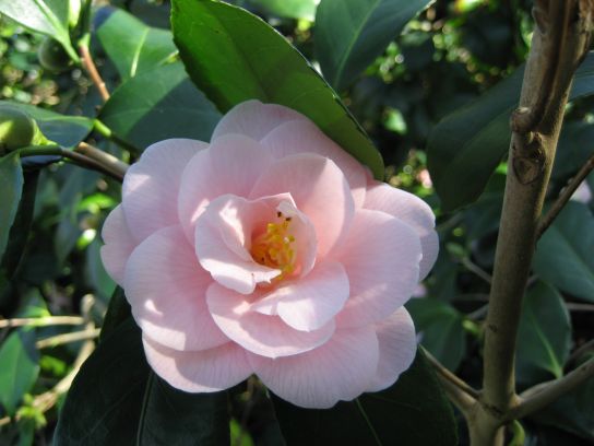 kew_gardens008