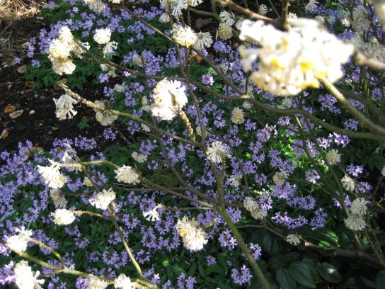 kew_gardens009