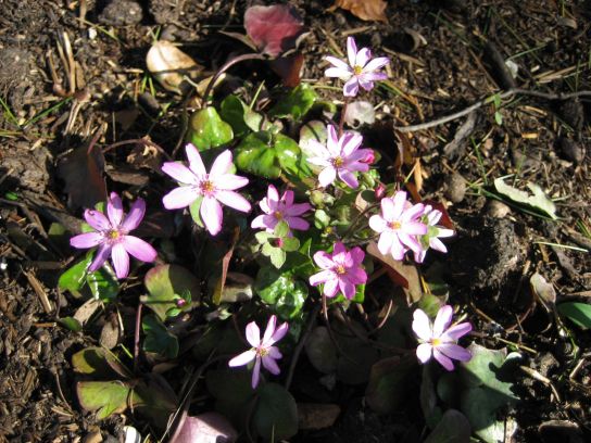 kew_gardens010