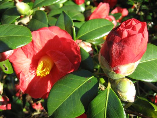 kew_gardens011