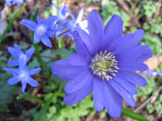 kew_gardens012