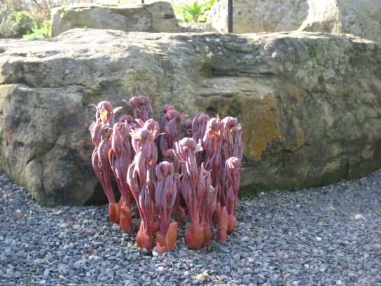 kew_gardens013