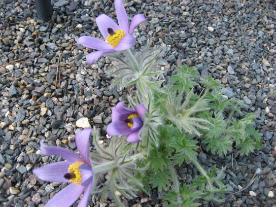 kew_gardens014