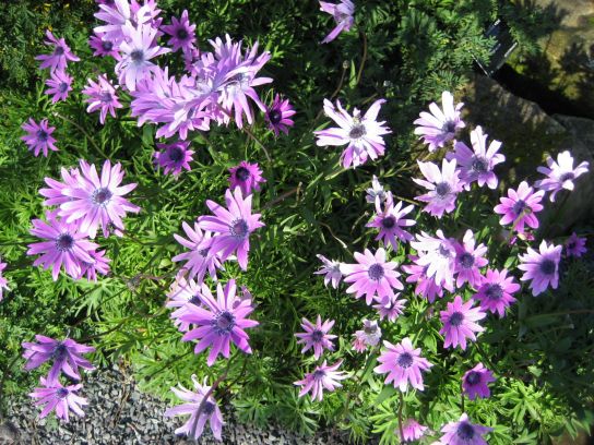 kew_gardens015