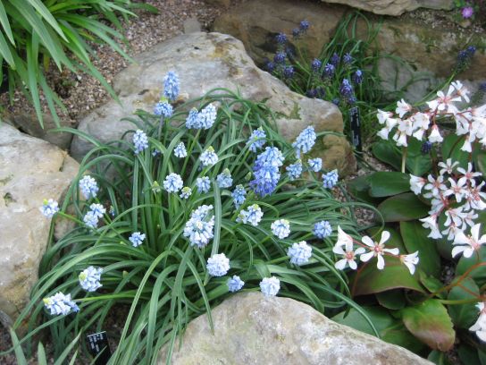 kew_gardens017