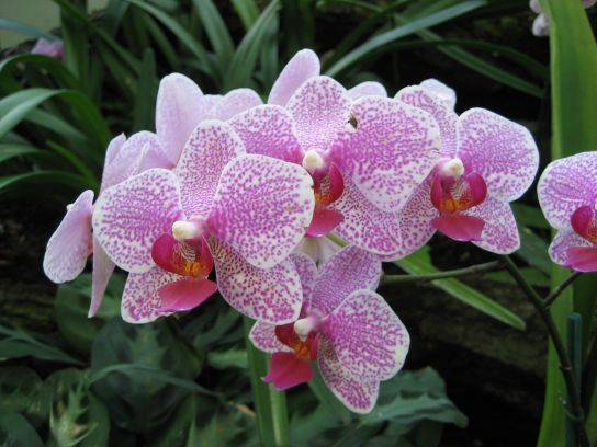 kew_gardens023