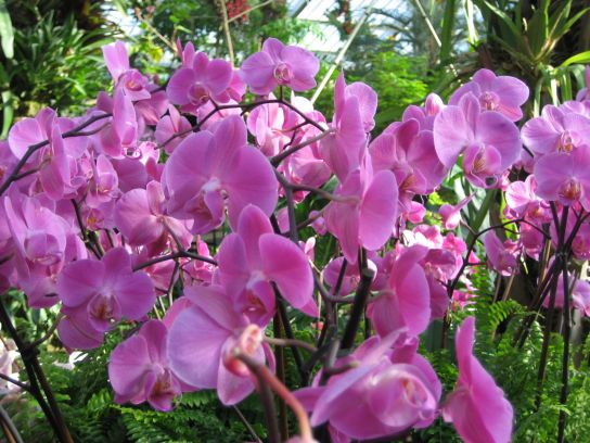 kew_gardens026