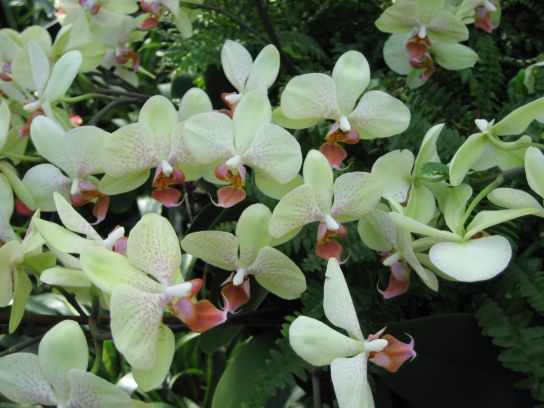 kew_gardens028