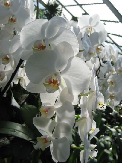 kew_gardens029