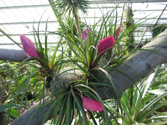 kew_gardens036