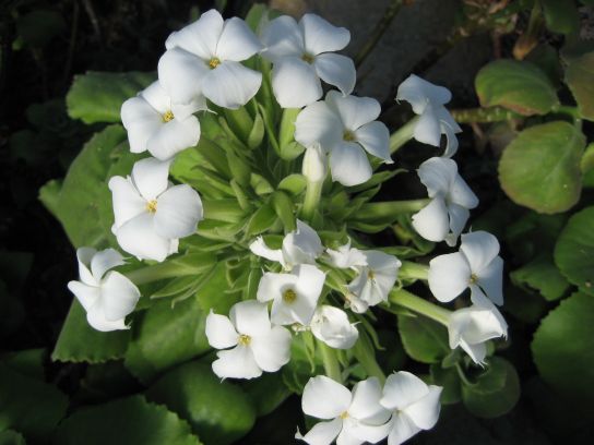 kew_gardens042